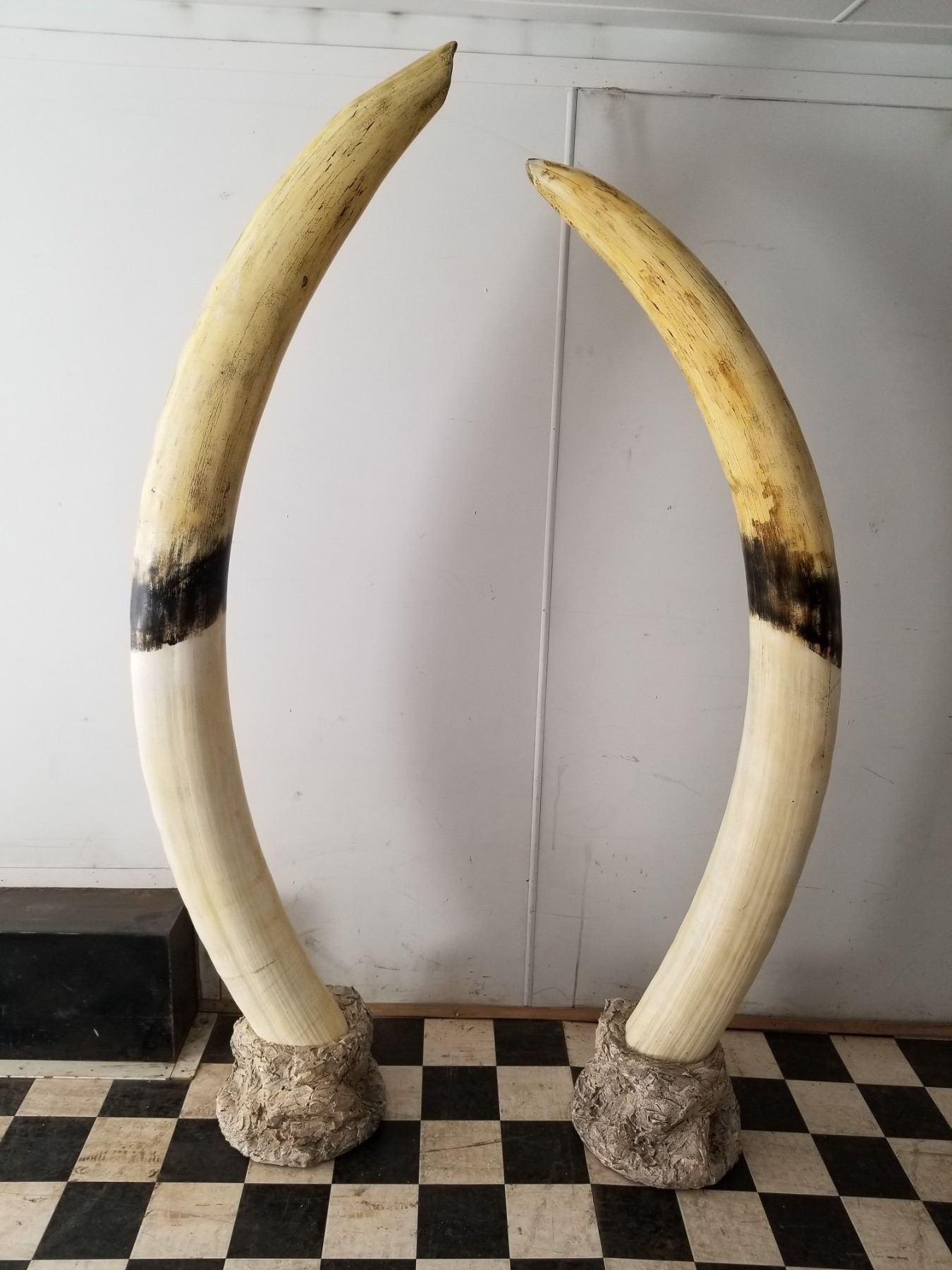 Replica Elephant Tusks
