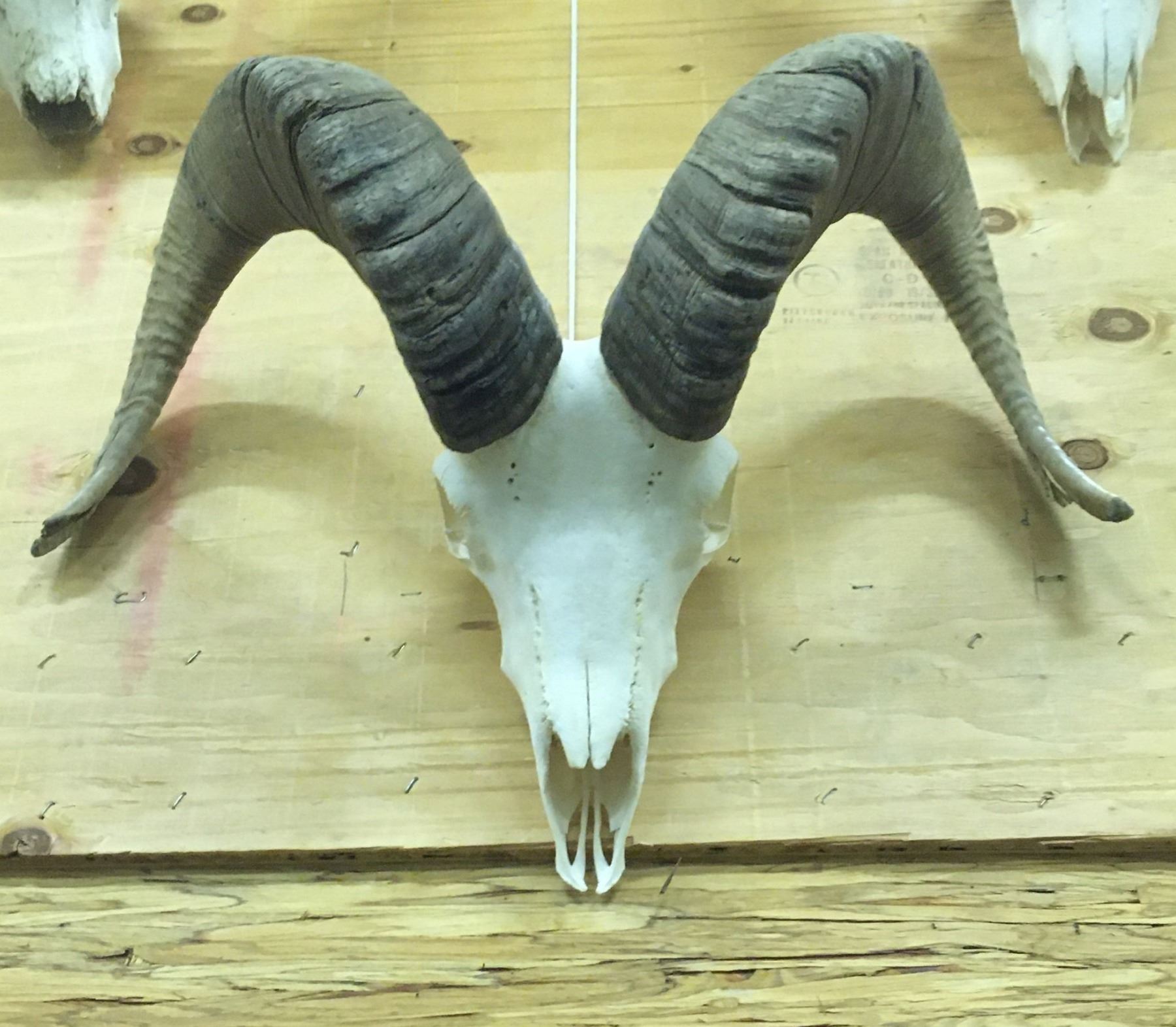 Bighorn Sheep Horns