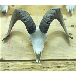 Bighorn Sheep Horns