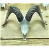 Image 1 : Bighorn Sheep Horns
