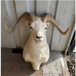 Dahl Sheep Shoulder Mount