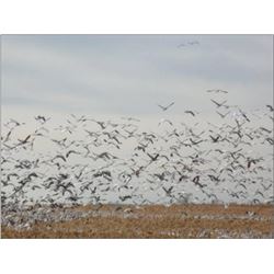 South Dakota Snow Goose Hunt