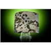 Image 1 : Seymchan Pallasite Meteorite Partial Slice