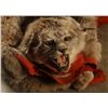 Image 2 : Canadian Lynx Rug