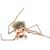 Image 1 : The Thing (1982) - A life size Norris spider display prop with articulated legs. Made from hard foam