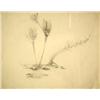 Image 1 : A PENCIL DRAWING ON PAPER The first 11" x 13 3/4"