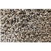 Image 3 : 13) VEGAS BROWN SHAG CARPET 5X8
