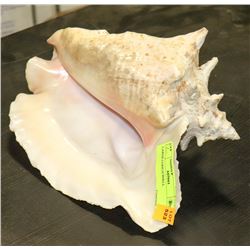 LARGE CONCH SHELL