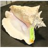 Image 1 : LARGE CONCH SHELL