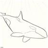 Image 2 : Wyland - "Orca" Framed Original Sketch, Hand Signed with Certificate of Authenticity.