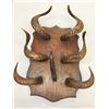 Image 6 : Late 1800s Horn Rack