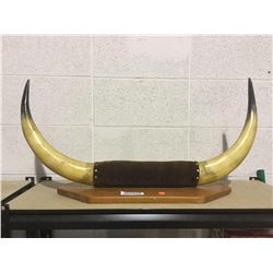 Bull Horn Display