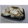 Image 2 : TRAY OF SHELLS
