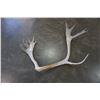 Image 1 : REIGN DEER ANTLERS