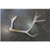 Image 2 : REIGN DEER ANTLERS