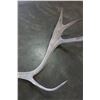 Image 3 : REIGN DEER ANTLERS