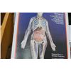Image 2 : SKILCRAFT VISIBLE WOMAN ANATOMY KIT
