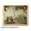 Image 1 : Could These be the Descendents of "Old Hickory's"