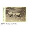 Image 1 : Cabinet Card of Two Dogs, "Plato" and "Grover Cle