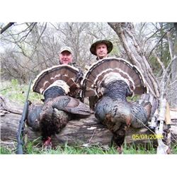 3 Night 2 Day Rio Grande And Merriam Turkey Hunt For Two Hunters 3 Night 2 Day Rio Grande And Merriam Turkey Hunt For Two Hunters