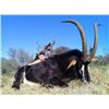 Image 1 : 7-day South Africa Sable Hunt for One Hunter and One Observer