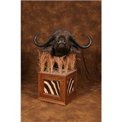 Taxidermy for Cape Buffalo