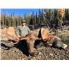 Image 1 : 10-day Trophy Yukon Moose, Black Bear, Wolverine and Wolf Hunt for One Hunter