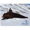 Image 2 : 7-day Russian Kamchatka Brown Bear Hunt for One Hunter
