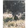 6-day Argentina Red Deer up to 360 SCI Hunt for Three Hunters and Three Observers