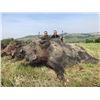 Image 3 : 6-day/7-night Italy Alpine Chamois, European Roe Deer and Wild Boar Hunt for One Hunter and One Obse