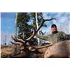 Image 1 : 5-day Colorado Rocky Mountain Elk, Rocky Mountain Mule Deer and Black Bear Hunt for One Hunter and O