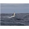 Image 1 : 4-night/3-day Panama Saltwater Adventure for Four Anglers and Four Observers
