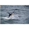 Image 2 : 4-night/3-day Panama Saltwater Adventure for Four Anglers and Four Observers