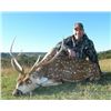 Image 1 : 5-day Australia Moluccan Rusa and Axis Deer Hunt for One Hunter and One Observer