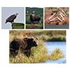 Image 1 : Alaska Walrus and Wildlife Tour Package for 4