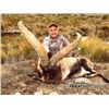 Image 1 : 10-day Spain Southeastern Ibex, Beceite Ibex and Iberian Mouflon Hunt for Two Hunters and Two Observ
