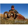Image 3 : 10-day Spain Southeastern Ibex, Beceite Ibex and Iberian Mouflon Hunt for Two Hunters and Two Observ