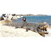 Image 2 : 6-day Mozambique Nile Crocodile Hunt for One Hunter and One Non-Hunter