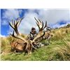 Image 1 : 5-day New Zealand Red Stag Hunt up to 400 SCI for Two Hunters and a $1000 Credit Towards Tahr or Cha