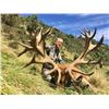 Image 3 : 5-day New Zealand Red Stag Hunt up to 400 SCI for Two Hunters and a $1000 Credit Towards Tahr or Cha