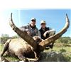 Image 2 : 6-day Spain Beceite Ibex Hunt for Two Hunters