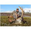 Image 1 : 7-day Alaska Barren-Ground Caribou Hunt for One Hunter