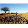 Image 2 : 5-day Argentina Gold Medal Blackbuck Hunt and High-Volume Dove Shooting for Two Hunters