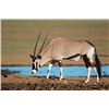 Image 1 : 6-day New Mexico Gemsbok (Oryx) Hunt for One Hunter