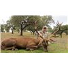 Image 1 : 5-day Spain Red Deer Hunt for One Hunter and One Observer