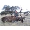 Image 2 : 5-day Spain Red Deer Hunt for One Hunter and One Observer