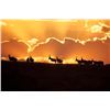 Image 1 : 7-day/8-night South Africa Plains Game Hunt for One Hunter and One Observer