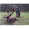 Image 3 : 5-day Hungary Fallow Deer and Red Stag Hunt for Two Hunters and Two Observers