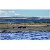 Image 2 : 7-day/6-night Newfoundland Eastern Canadian Moose Hunt for One Hunter