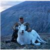 Image 2 : 10-day Yukon Dall Sheep or Fannin Sheep Hunt for One Hunter